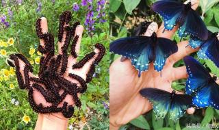 蝴蝶的家在哪里答案 蝴蝶的家在哪里答案