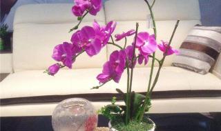 蝴蝶兰浇水的正确方法