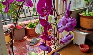 蝴蝶兰浇水的正确方法